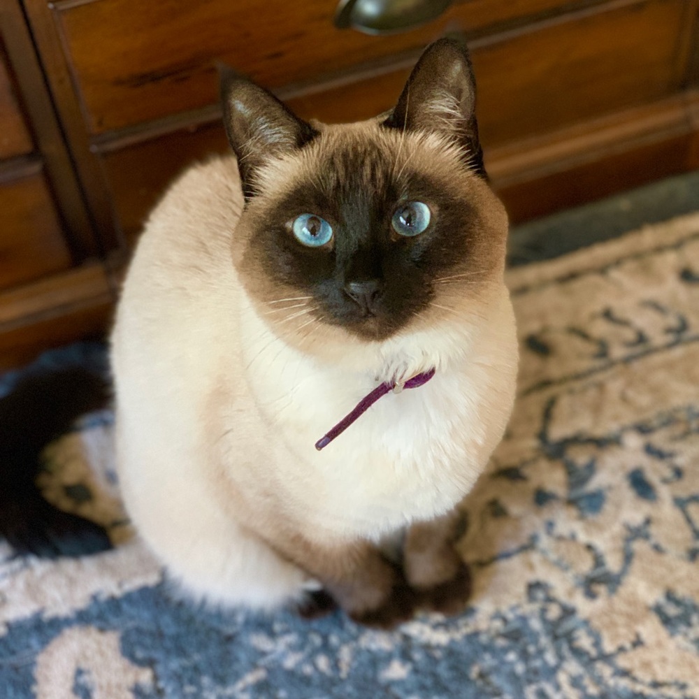 Meet your Posher, Lucy